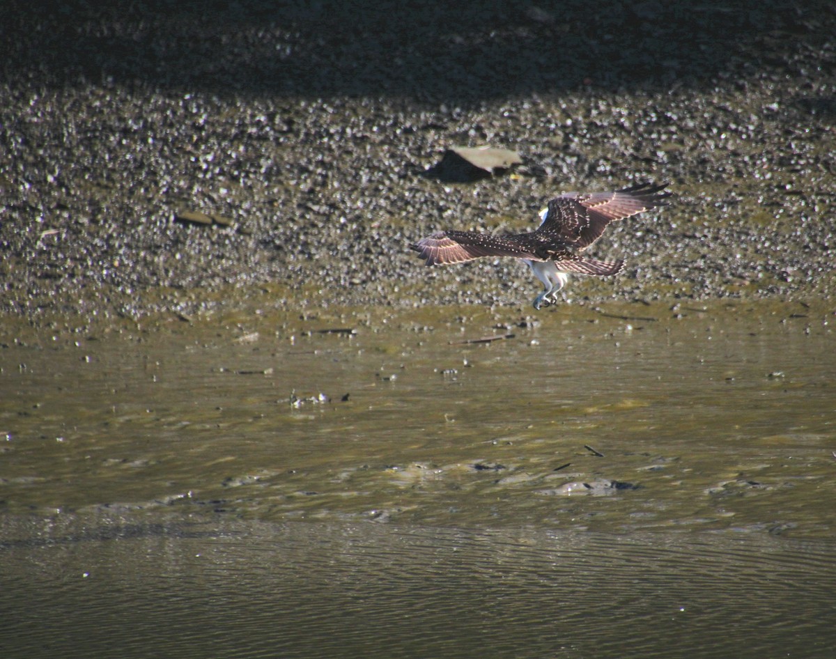 Osprey (American) - ML642252161
