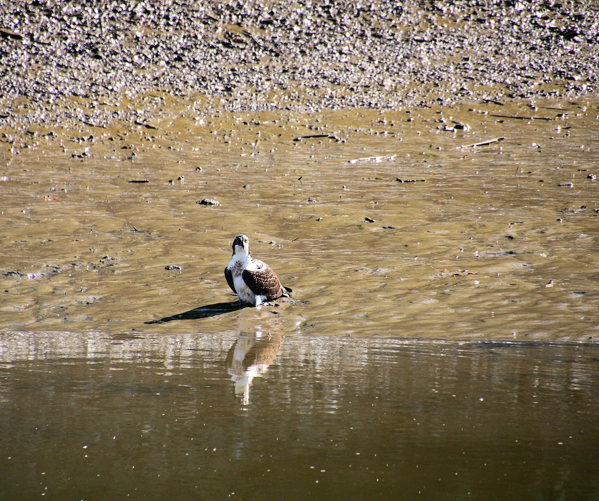 Osprey (American) - ML642252162