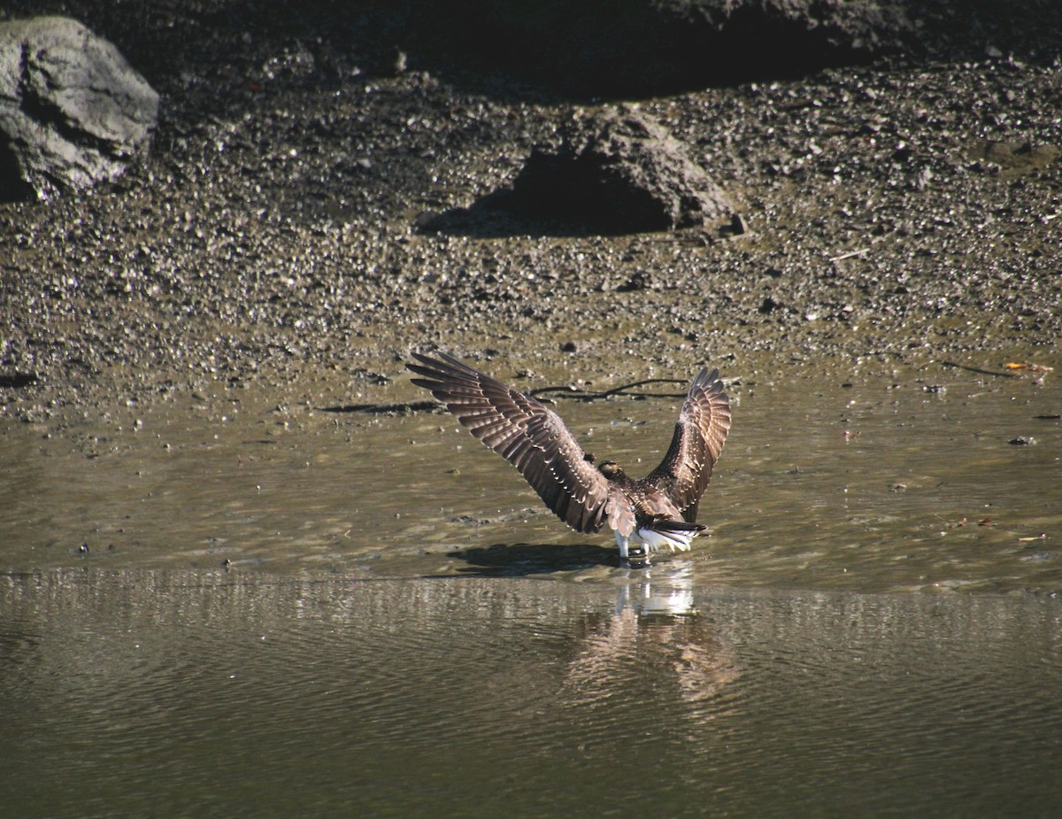 Osprey (American) - ML642252163