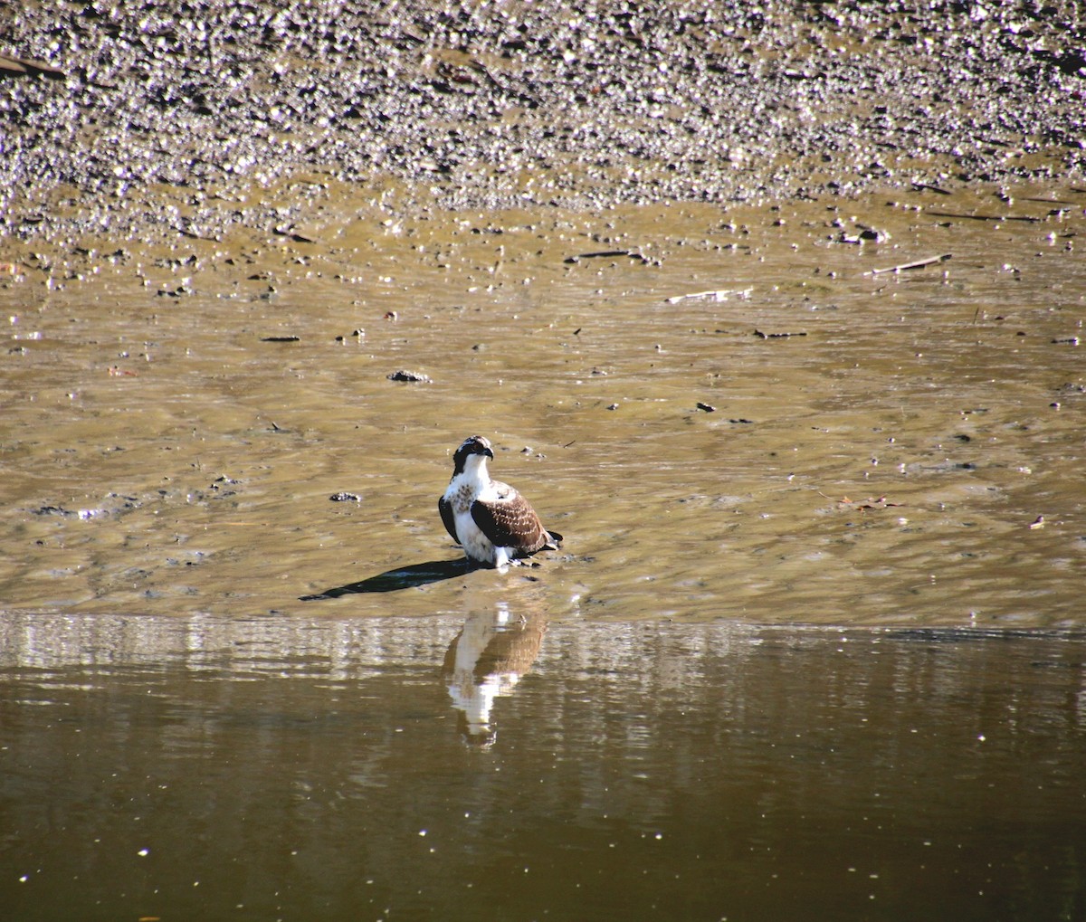 Osprey (American) - ML642252164