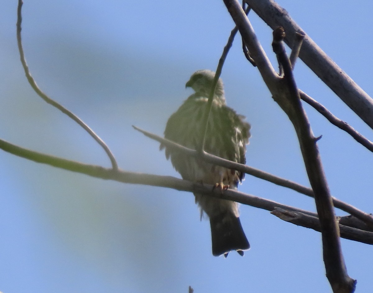 Mississippi Kite - ML642252195