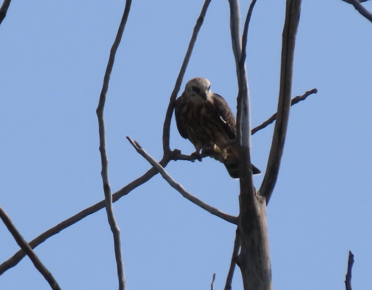 Mississippi Kite - ML642252196