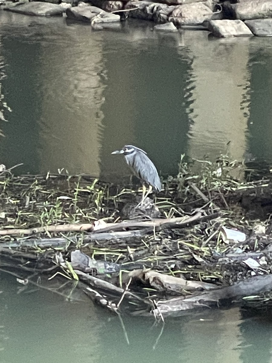 Yellow-crowned Night Heron - ML642252203