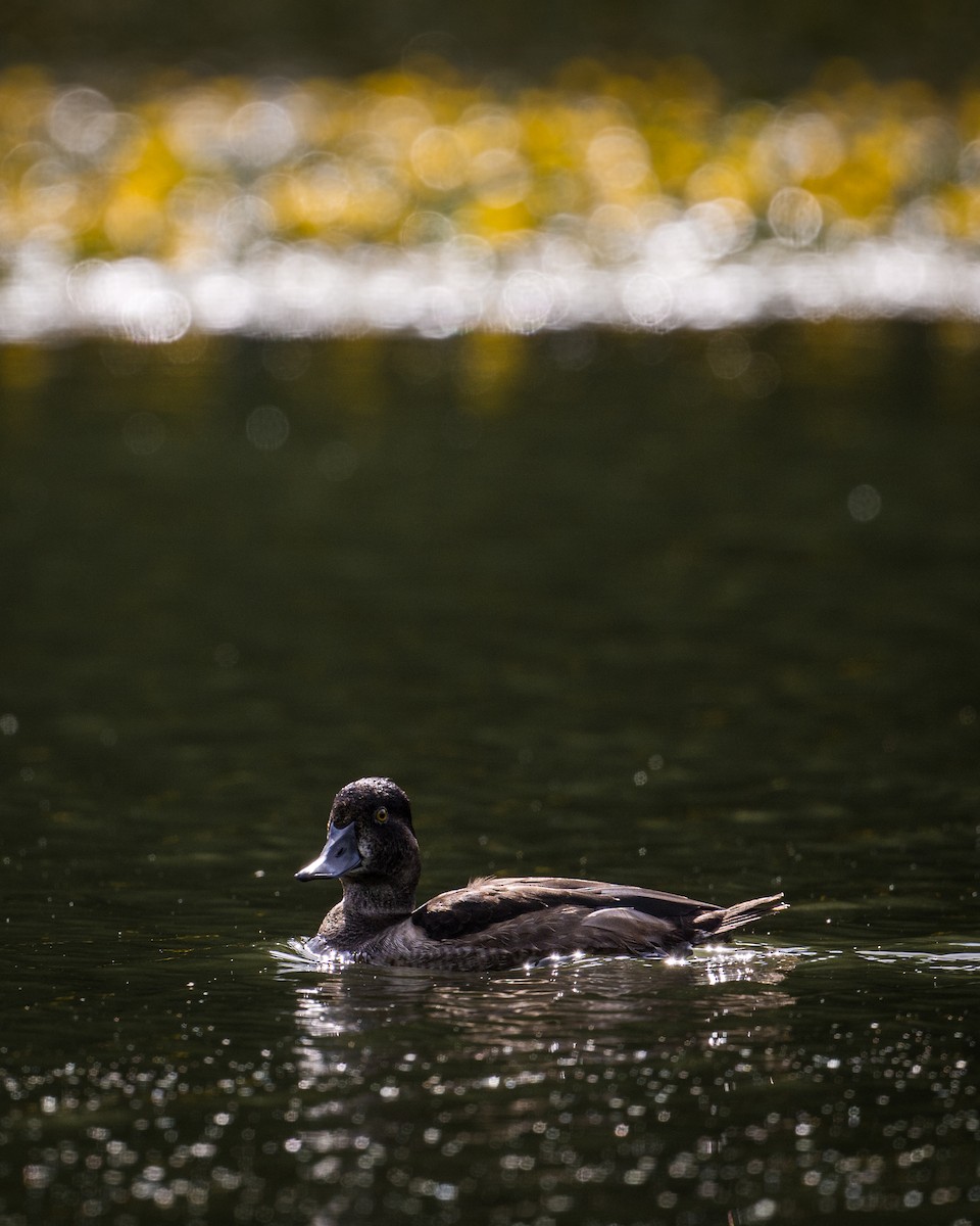 Ring-necked Duck - ML642252211