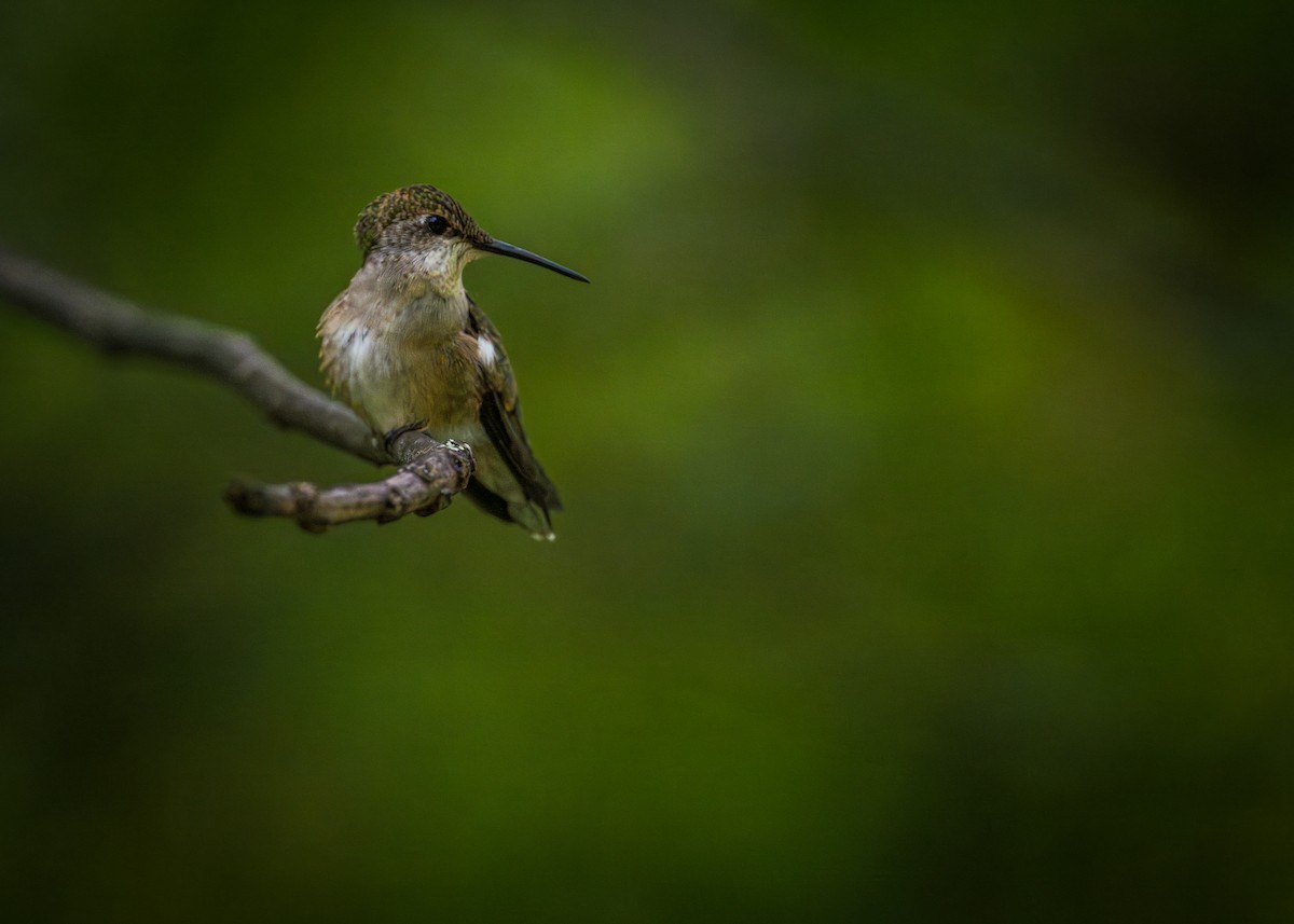 Ruby-throated Hummingbird - ML642252226
