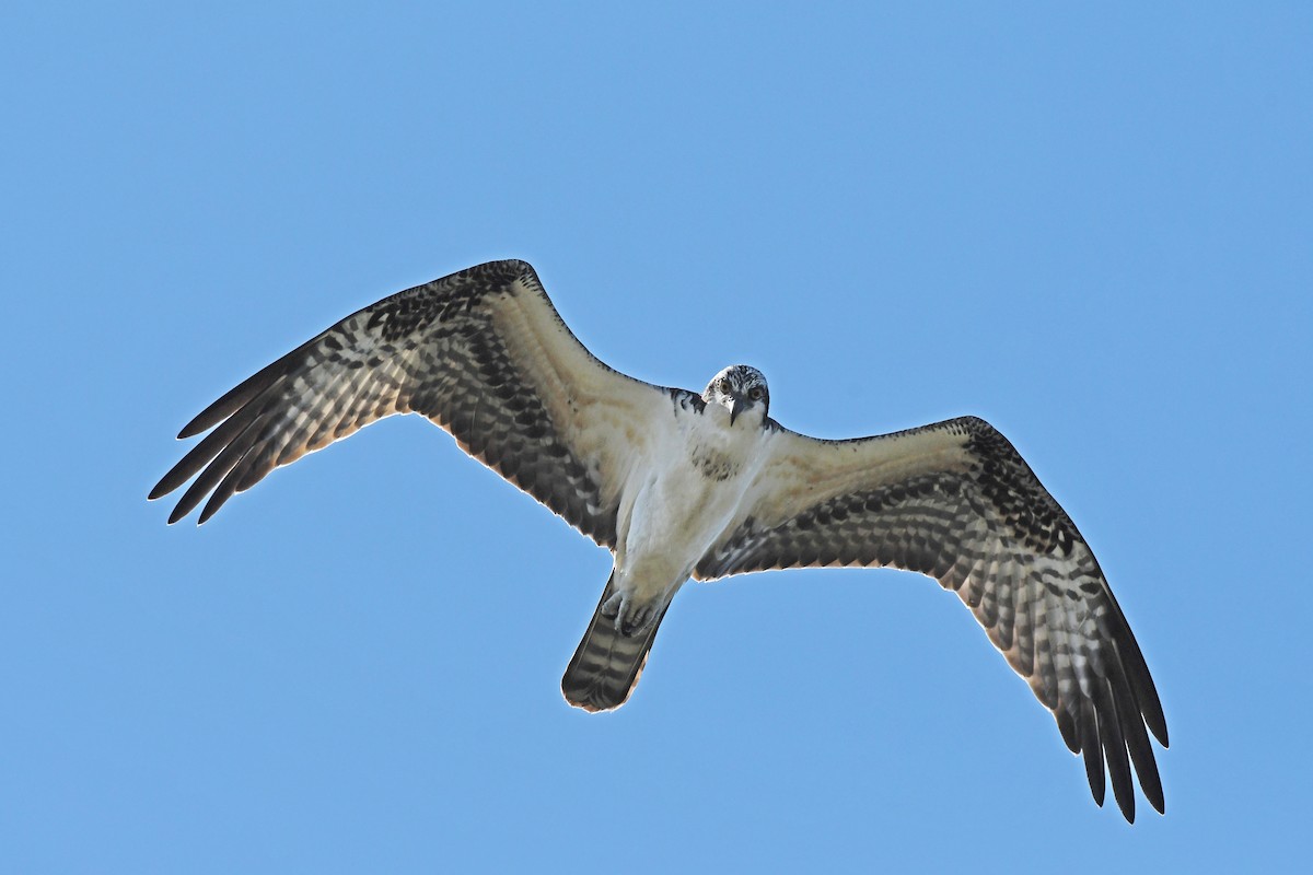 Águila Pescadora - ML642252235