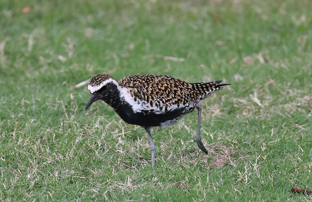 Pacific Golden-Plover - ML642252236