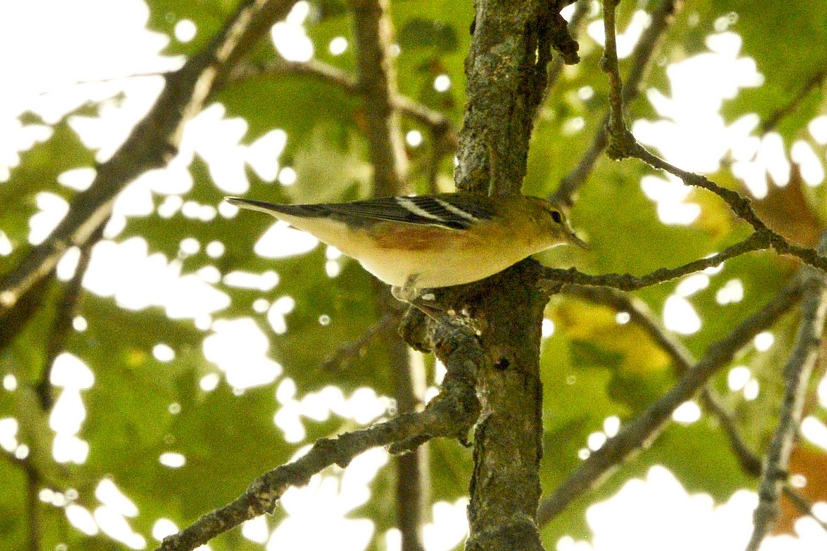 Bay-breasted Warbler - ML642252240