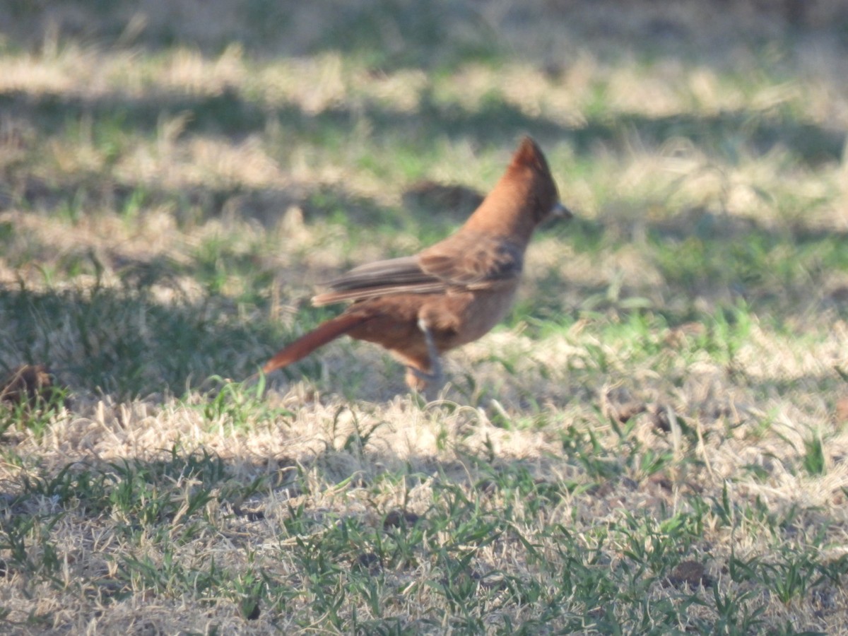 Brown Cacholote - ML642252245