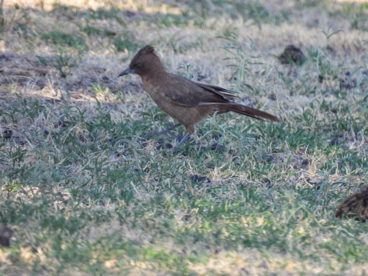 Brown Cacholote - ML642252247
