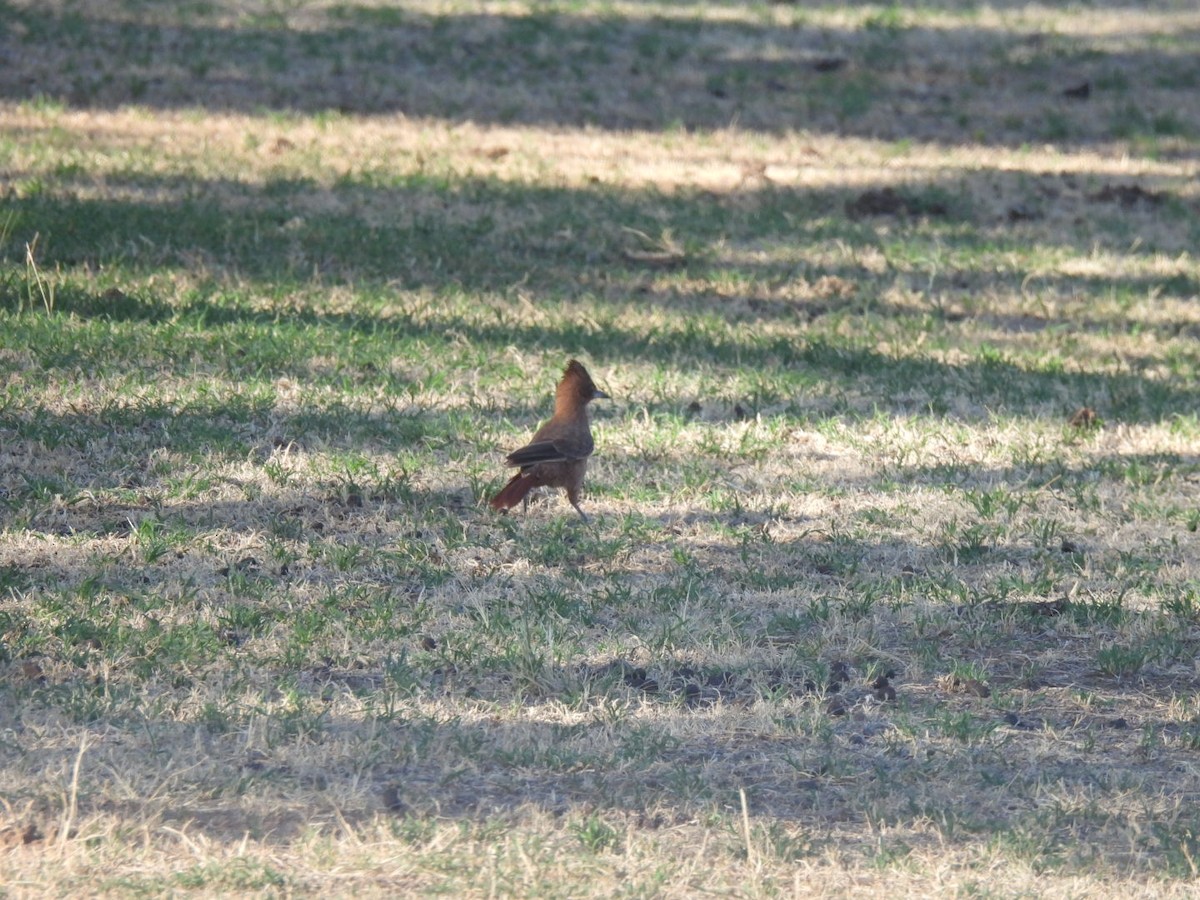 Brown Cacholote - ML642252248