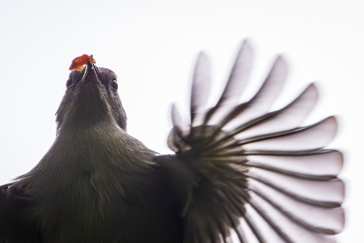 Gray Catbird - ML642252265