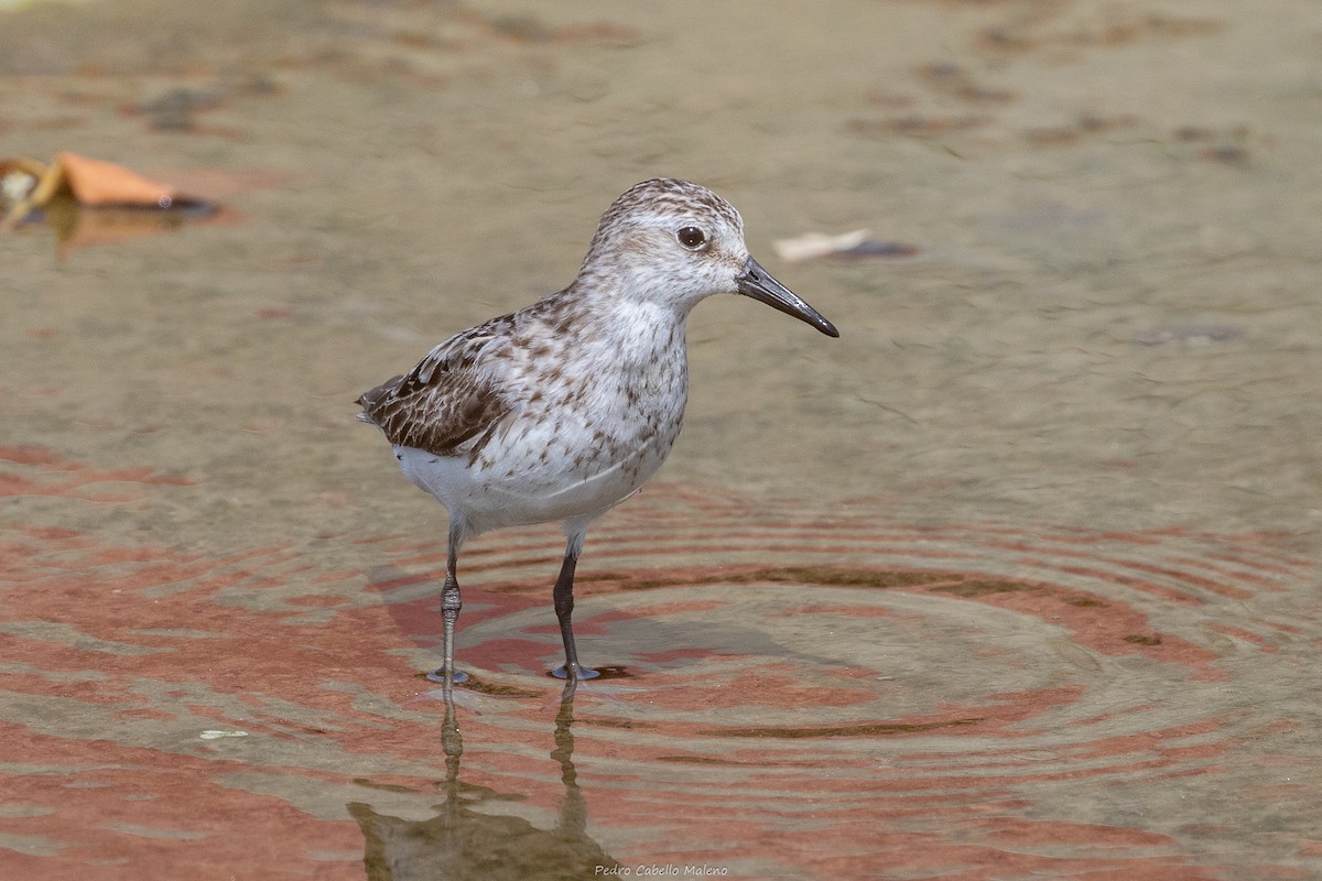 Semipalmated Sandpiper - ML642252267