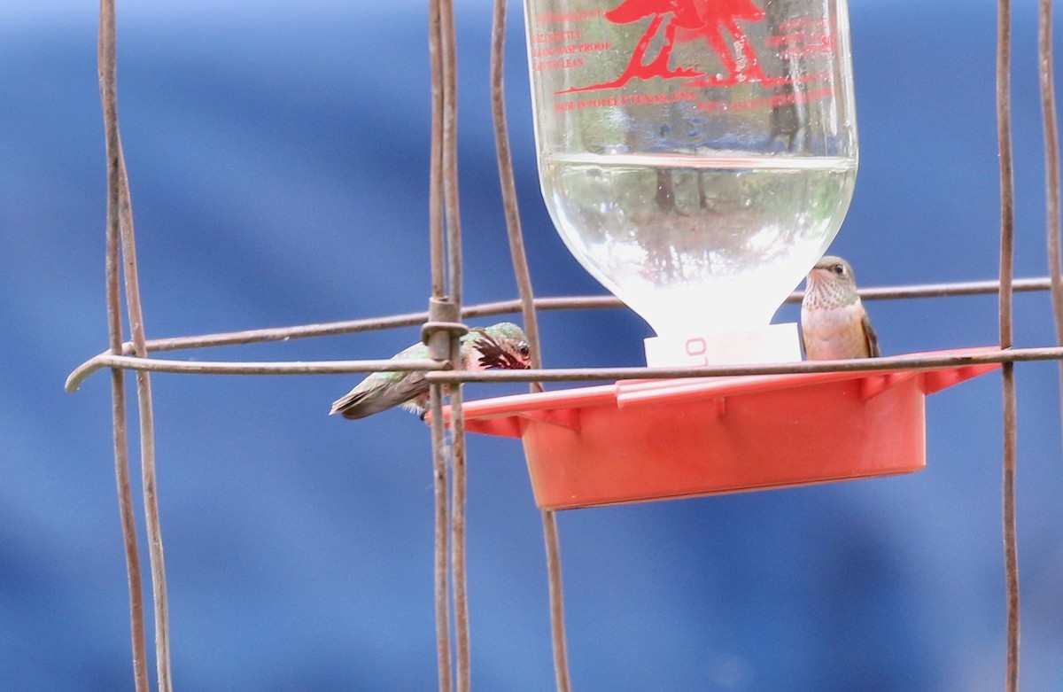 Calliope Hummingbird - ML642252289
