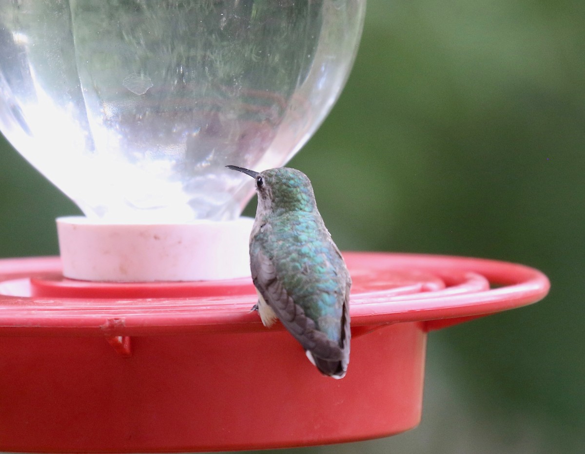 Calliope Hummingbird - ML642252290