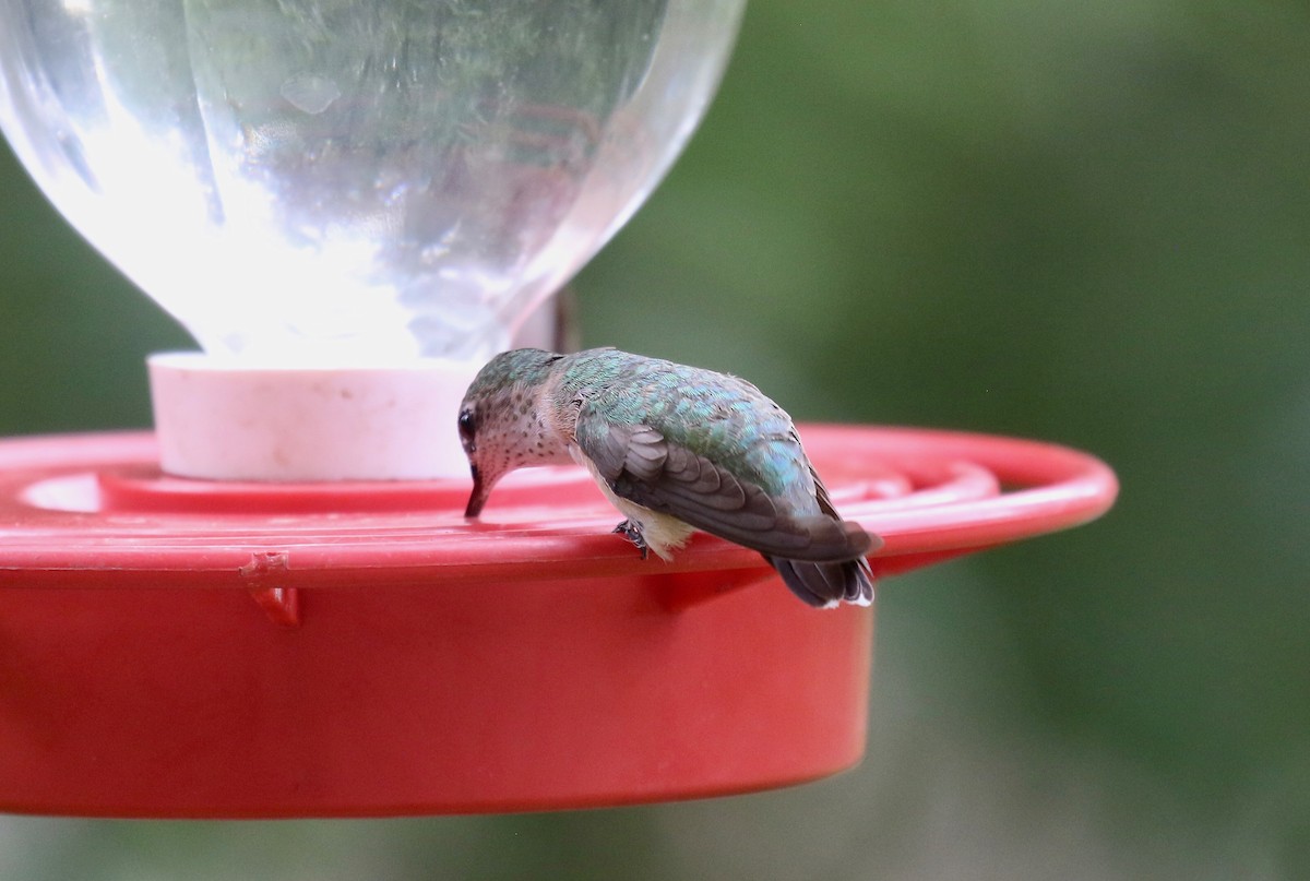 Calliope Hummingbird - ML642252291