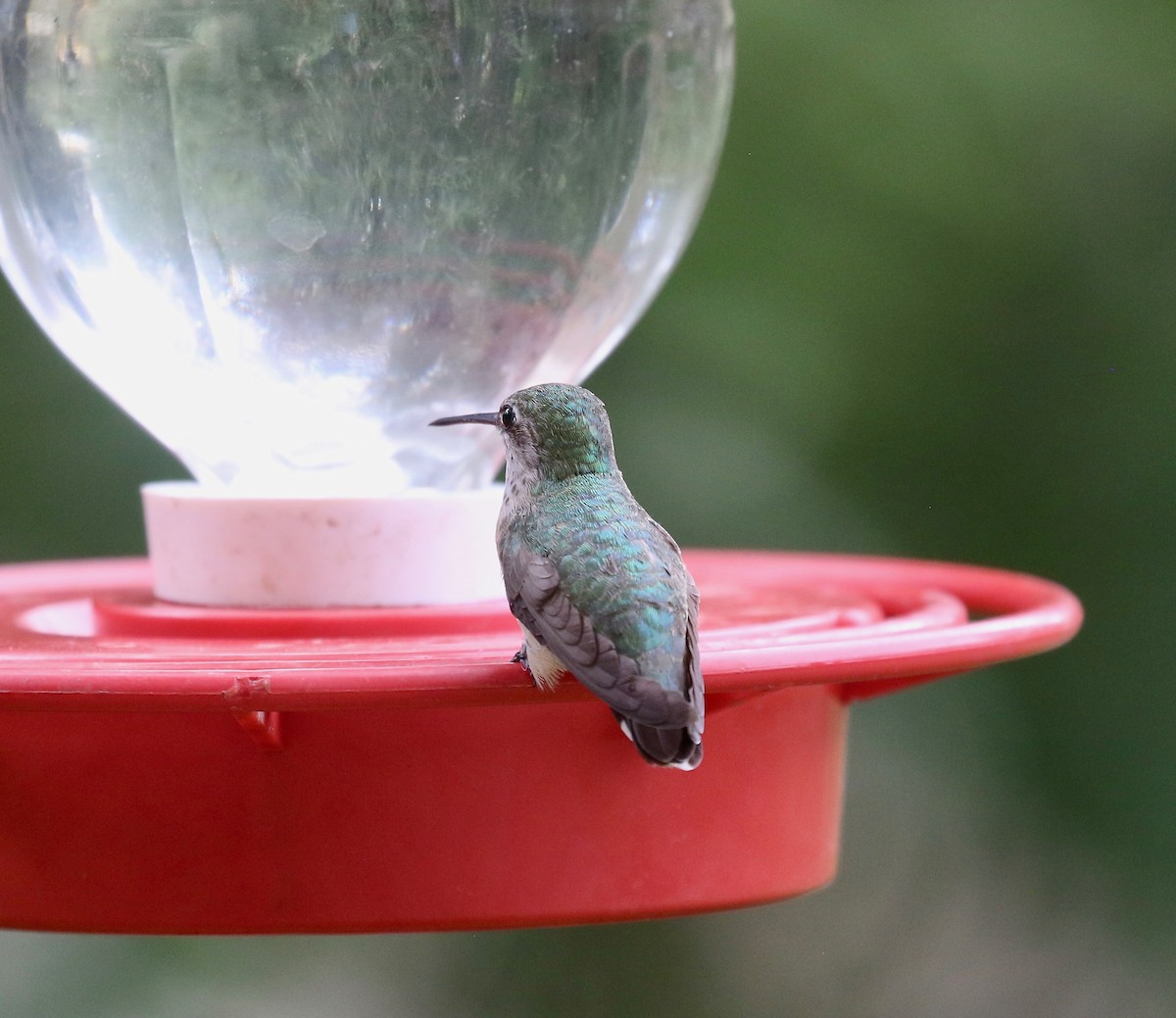 Calliope Hummingbird - ML642252292