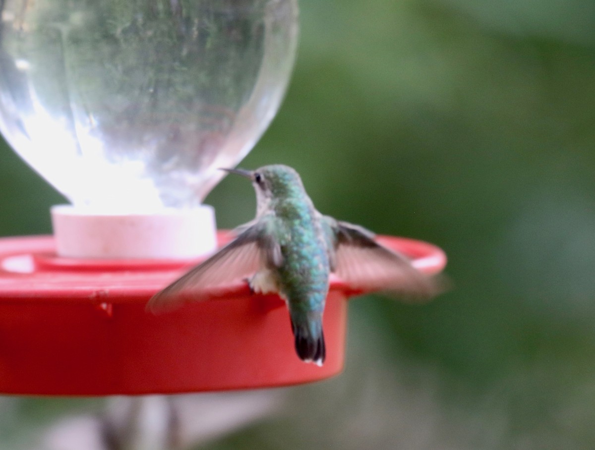 Calliope Hummingbird - ML642252293