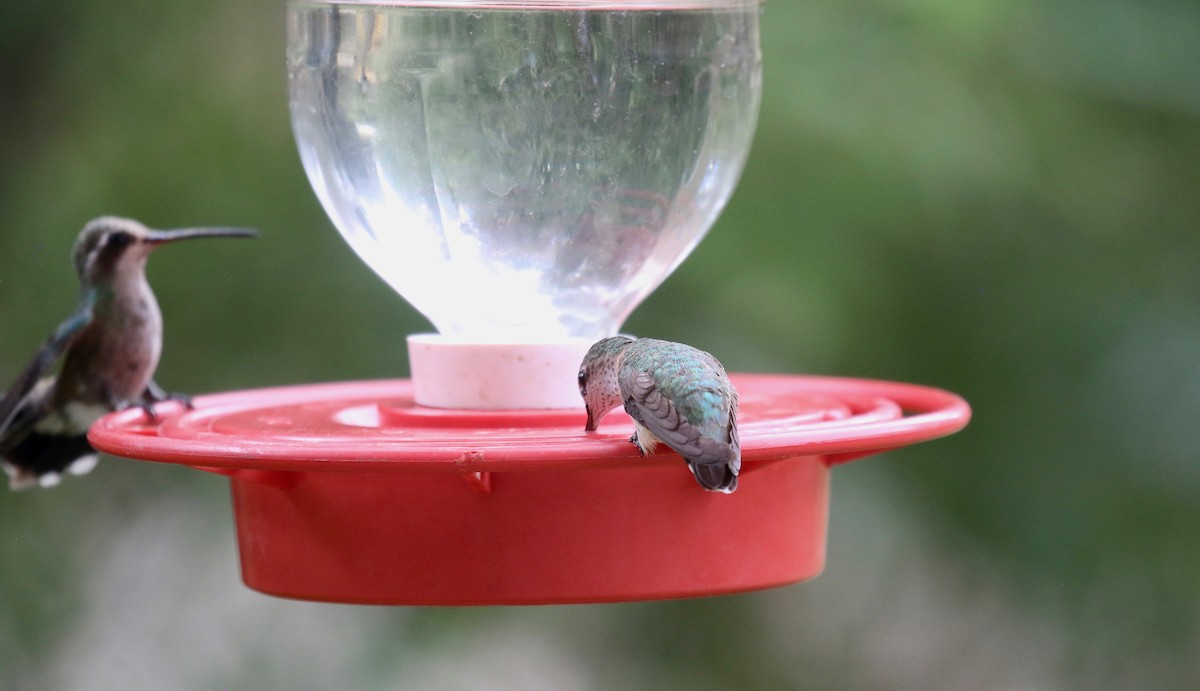 Calliope Hummingbird - ML642252294
