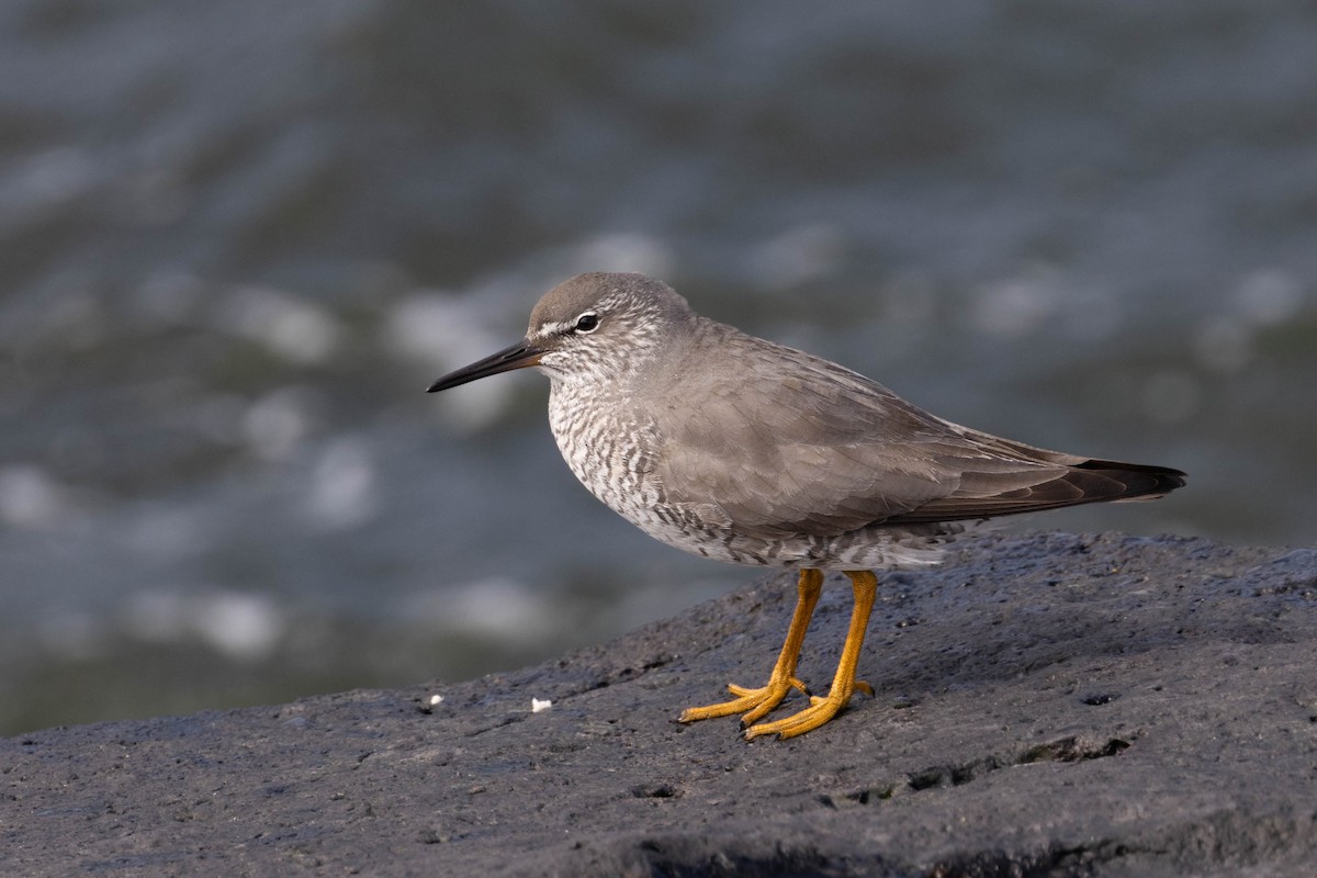 Wandering Tattler - ML642252345