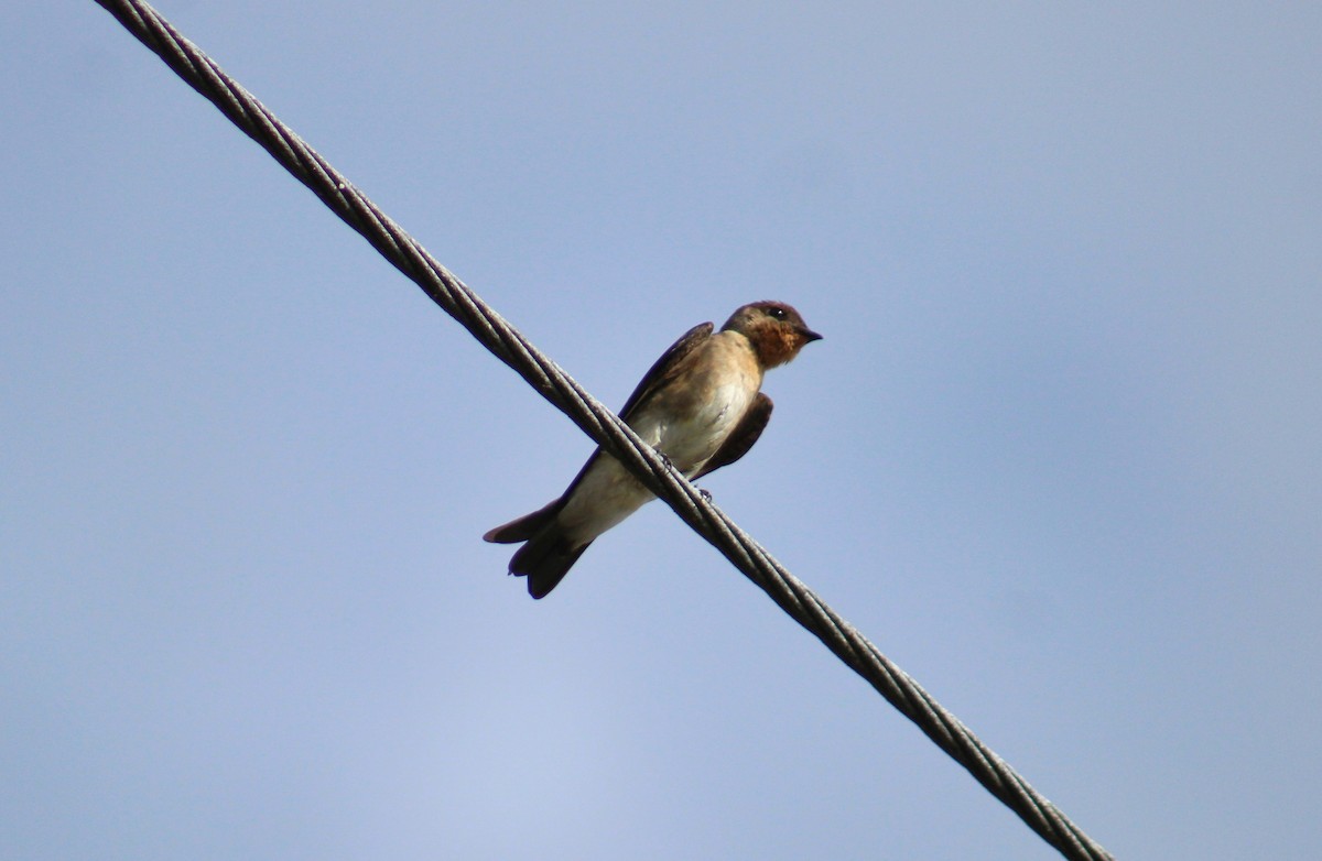 Southern Rough-winged Swallow - ML642252358