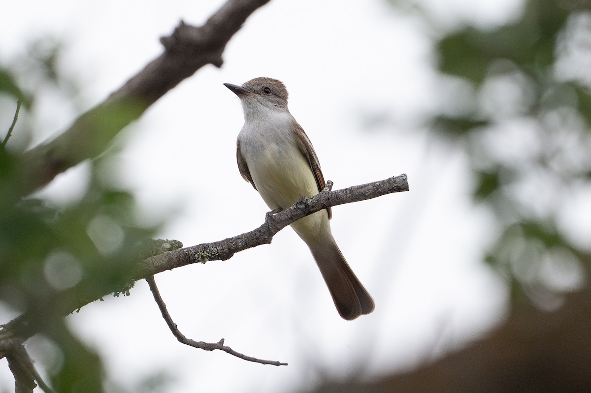 Ash-throated Flycatcher - ML642252361