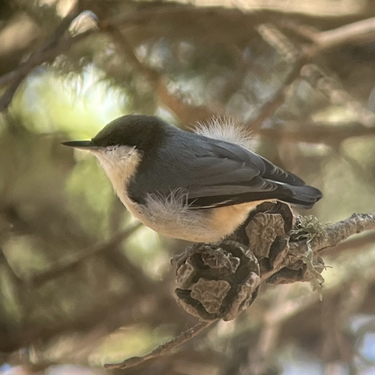 Pygmy Nuthatch - ML642252401