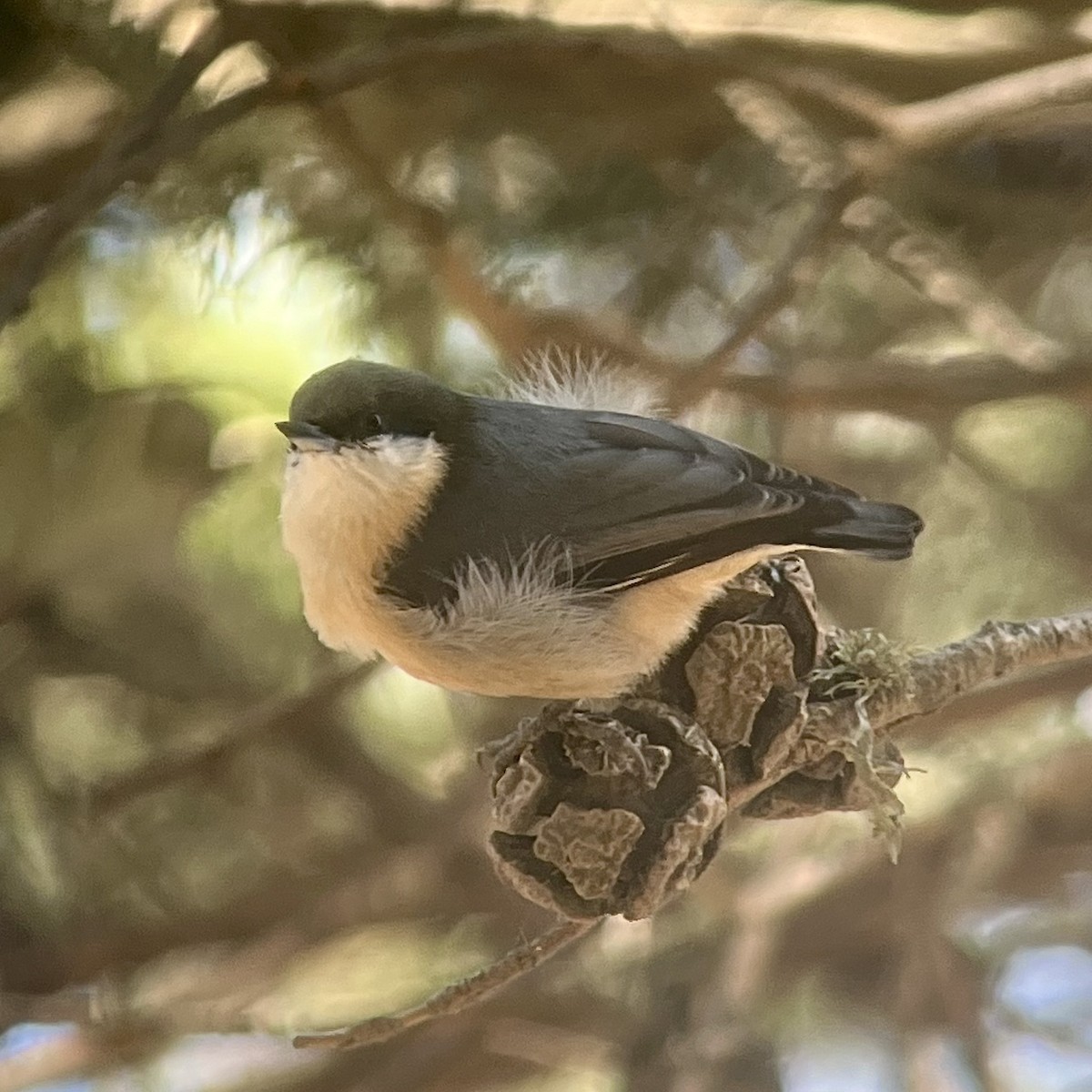 Pygmy Nuthatch - ML642252402