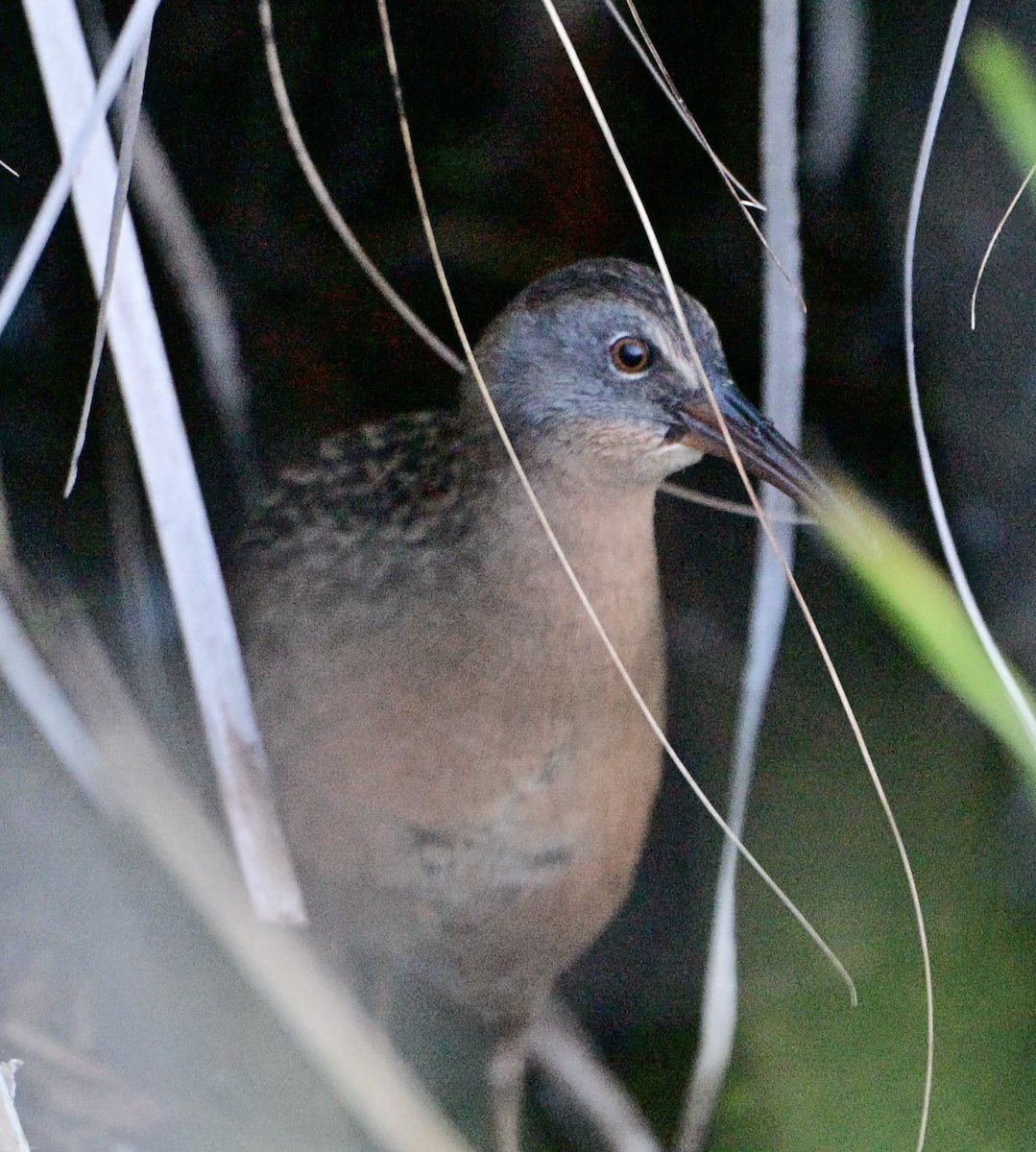 Virginia Rail - ML642252408
