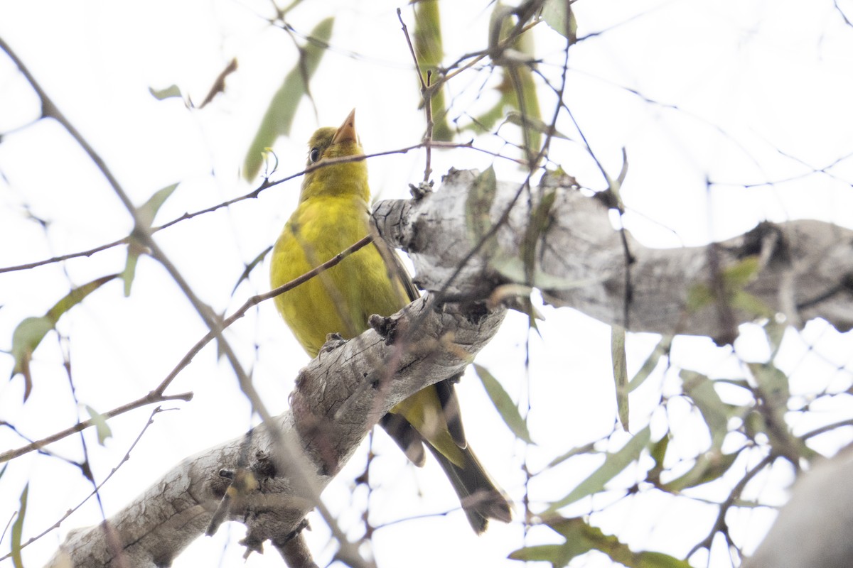 Western Tanager - ML642252454
