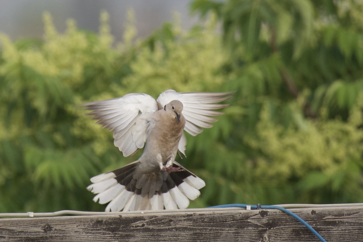 Eurasian Collared-Dove - ML642252457