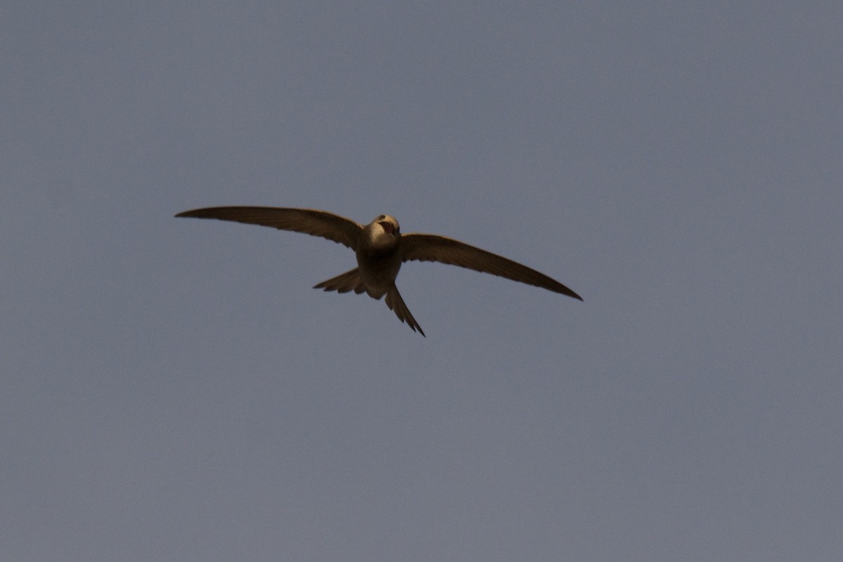 Pallid Swift - ML642252459