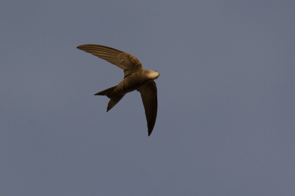 Pallid Swift - ML642252464