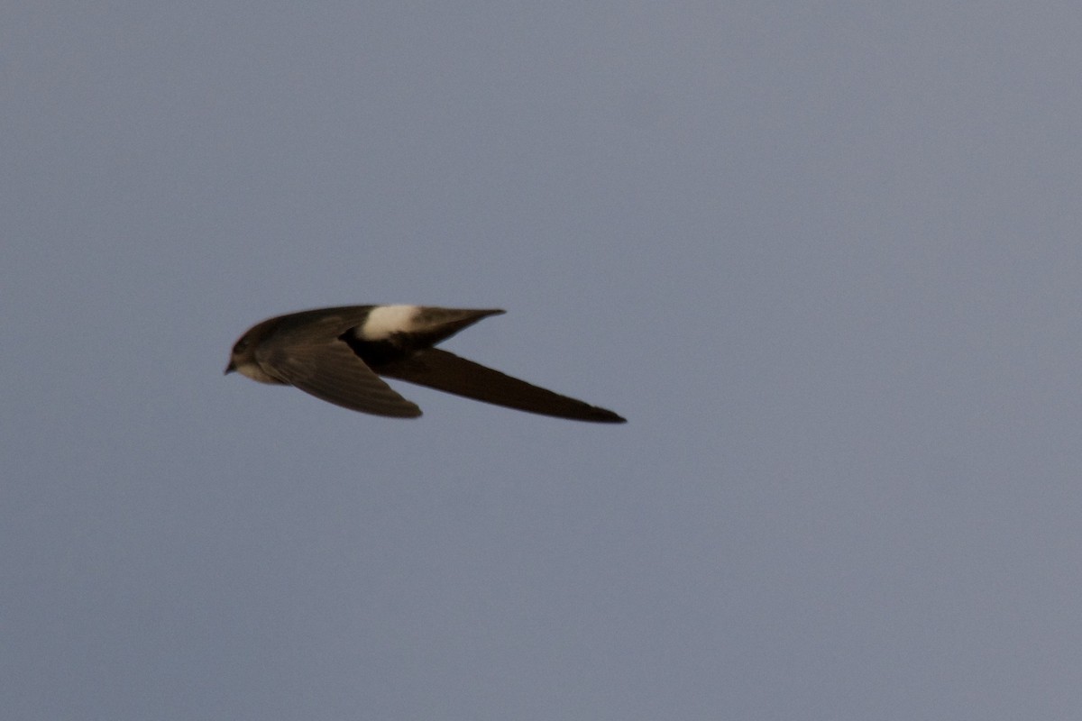 Little Swift - ML642252465