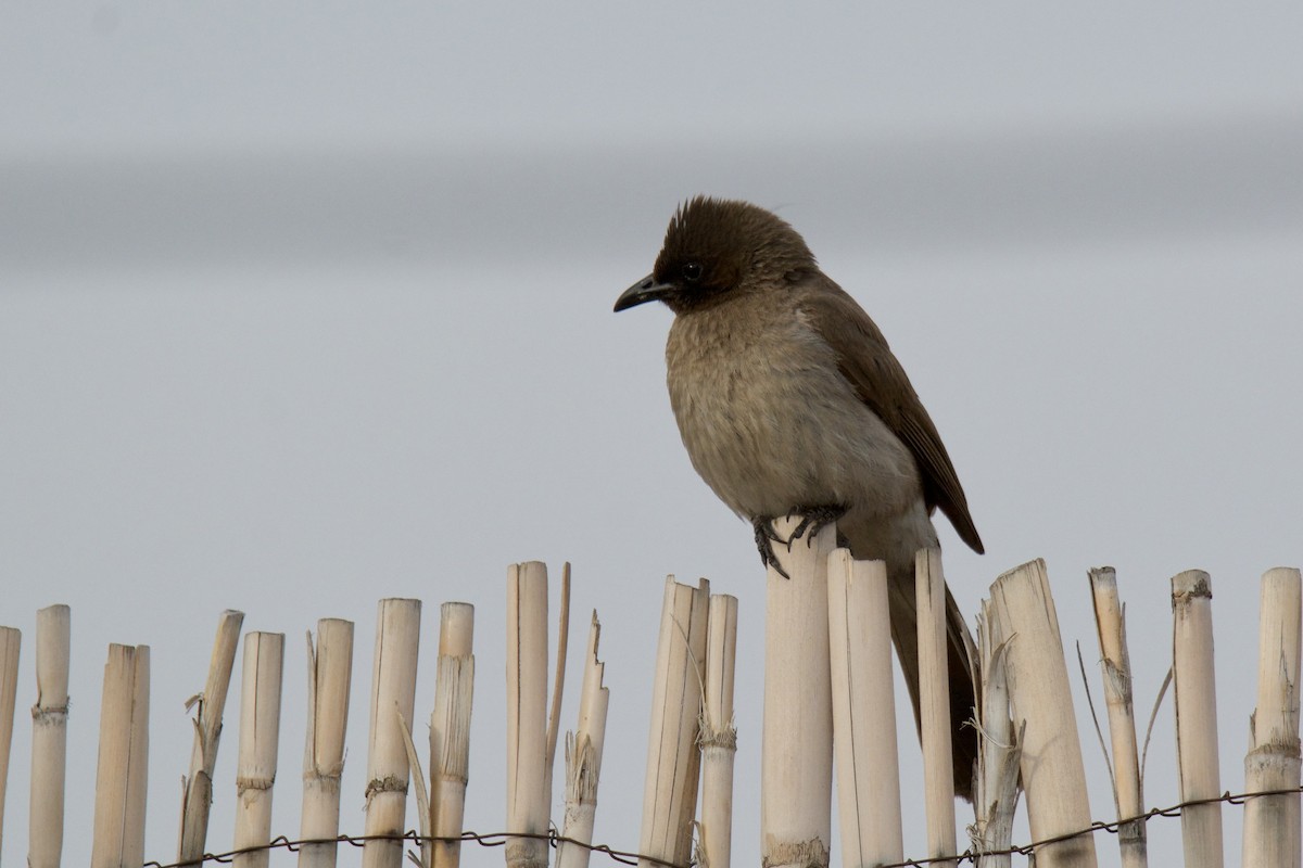 Common Bulbul - ML642252473