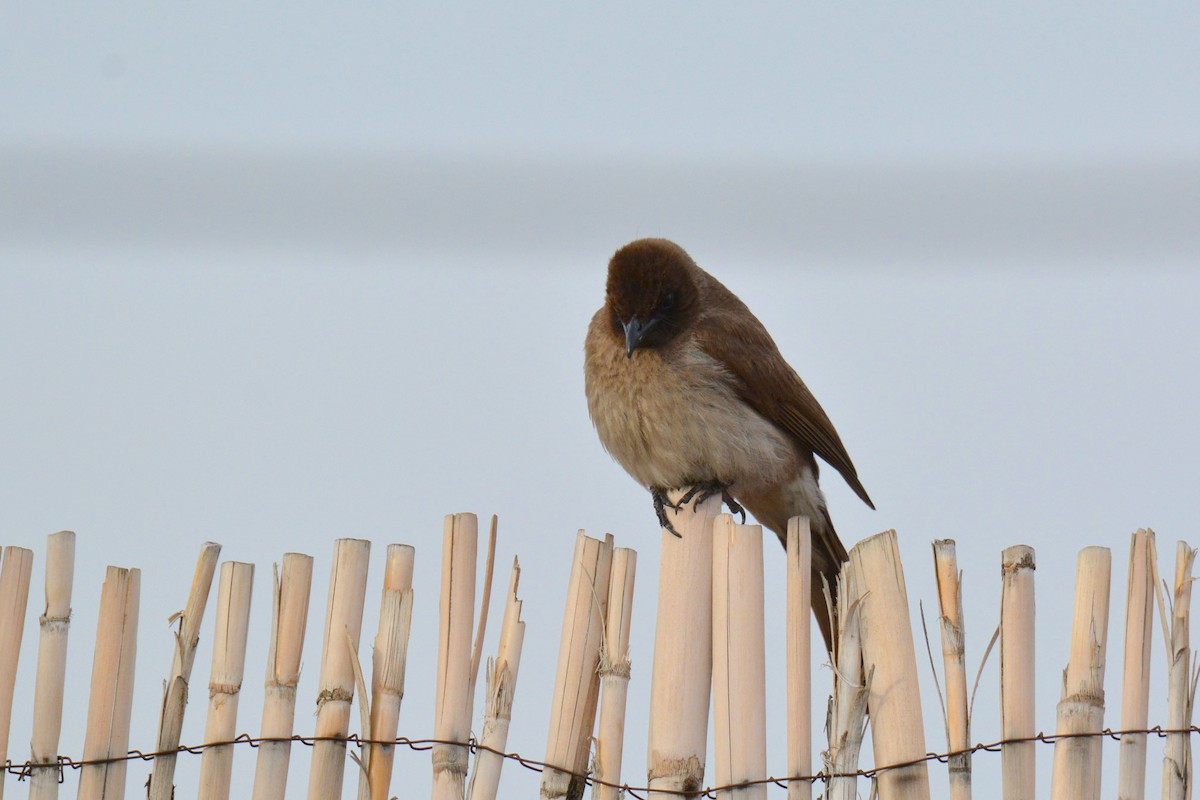 Common Bulbul - ML642252479