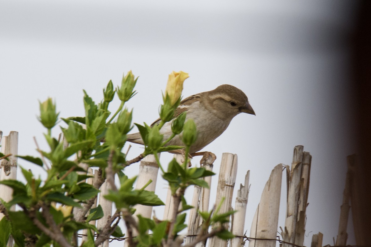 House Sparrow - ML642252494