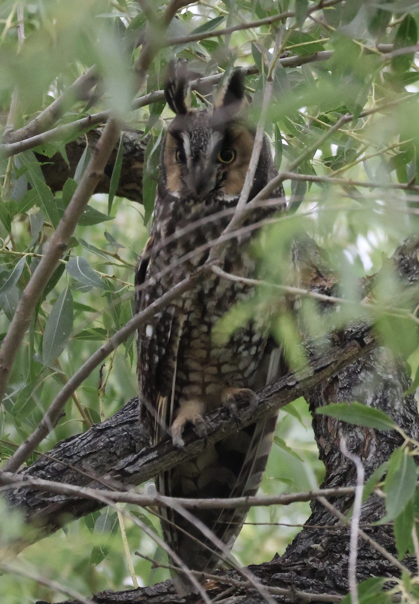 Long-eared Owl - ML642252496