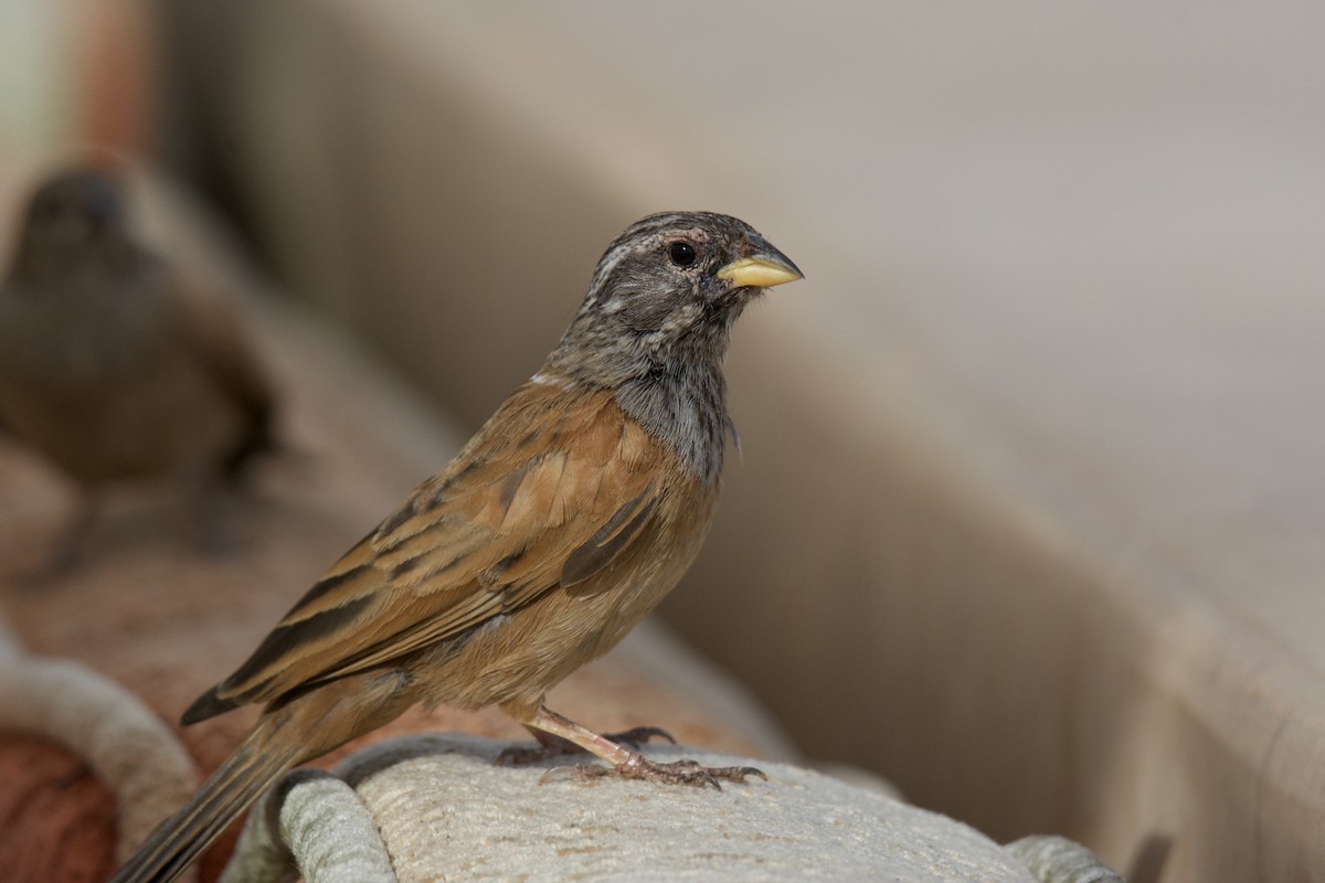 House Bunting - ML642252516