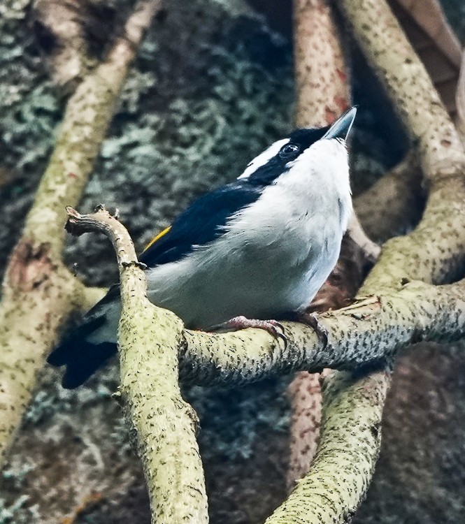 Яванская птерутия - ML642252523