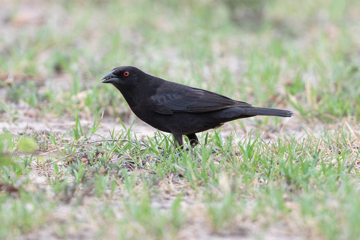 Bronzed Cowbird - ML642252598