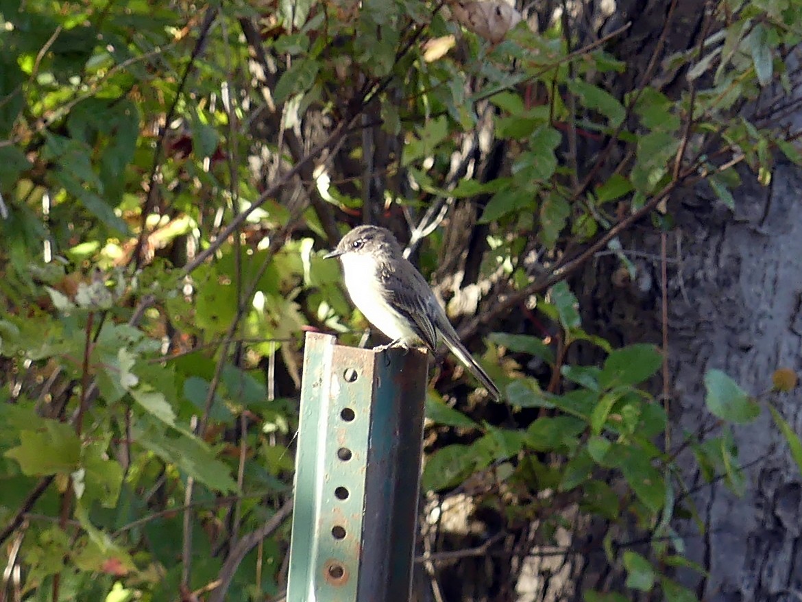 Eastern Phoebe - ML642252604