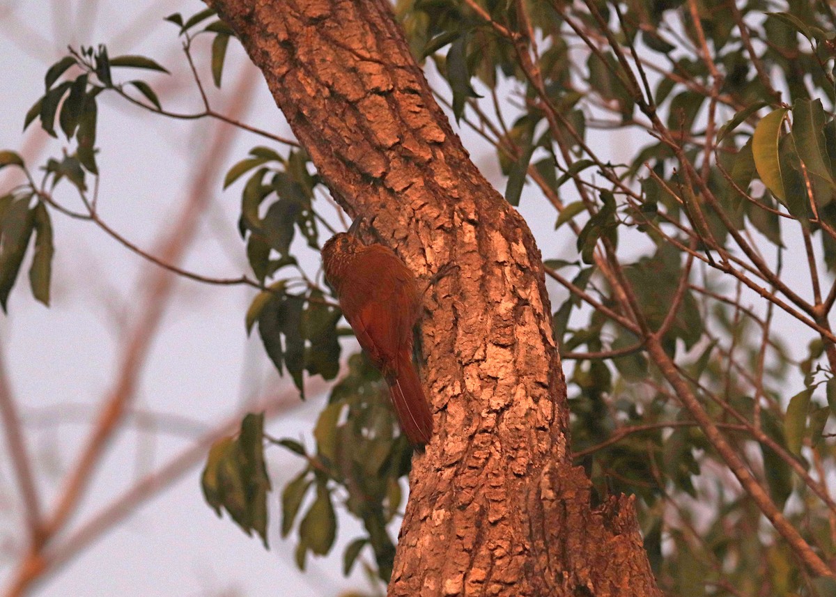 Planalto Woodcreeper - ML642252634