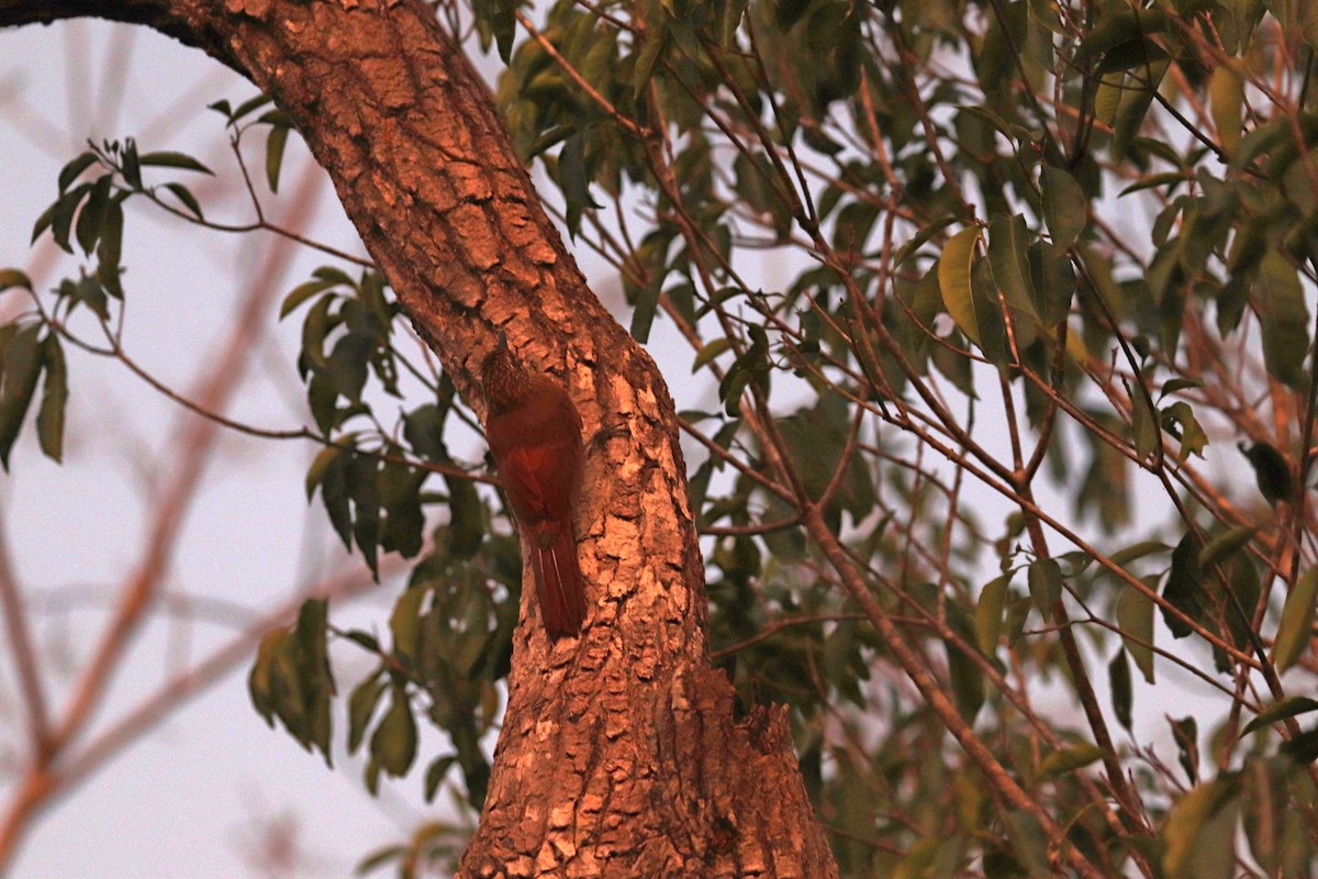 Planalto Woodcreeper - ML642252636