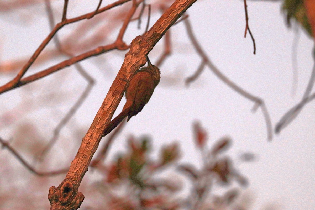 Planalto Woodcreeper - ML642252637