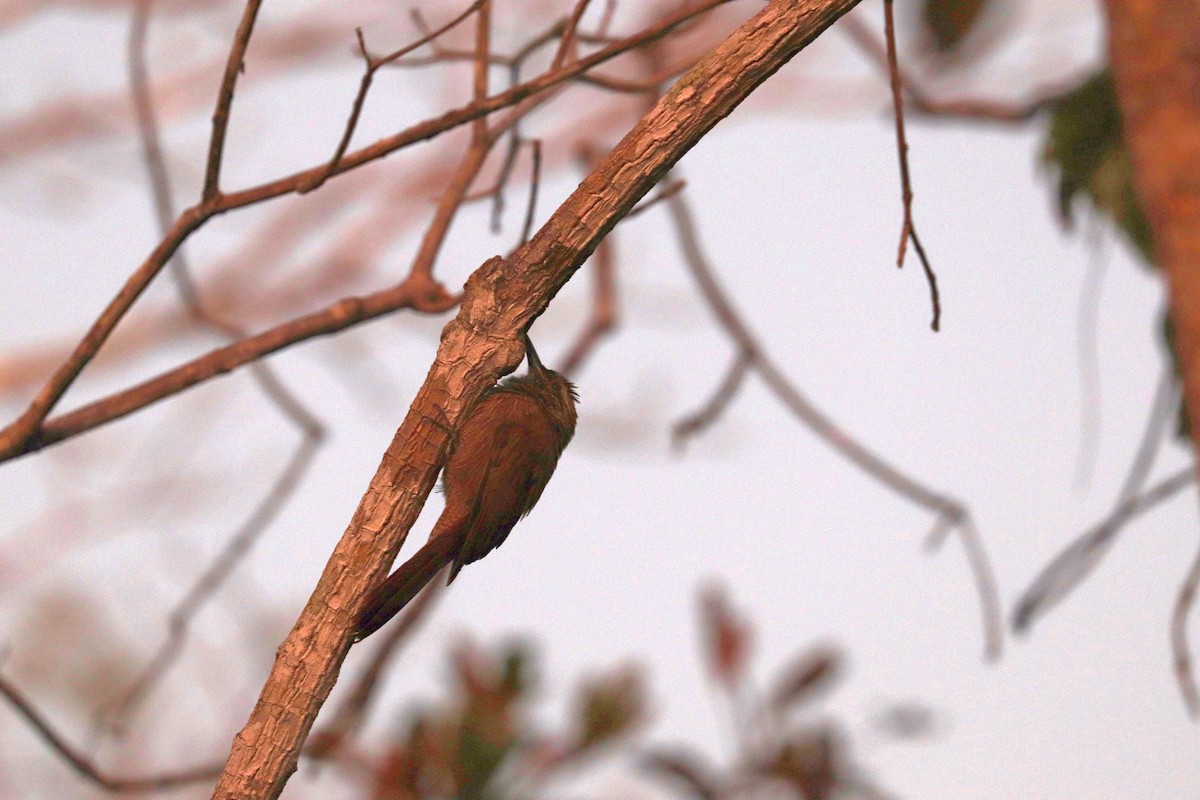 Planalto Woodcreeper - ML642252638