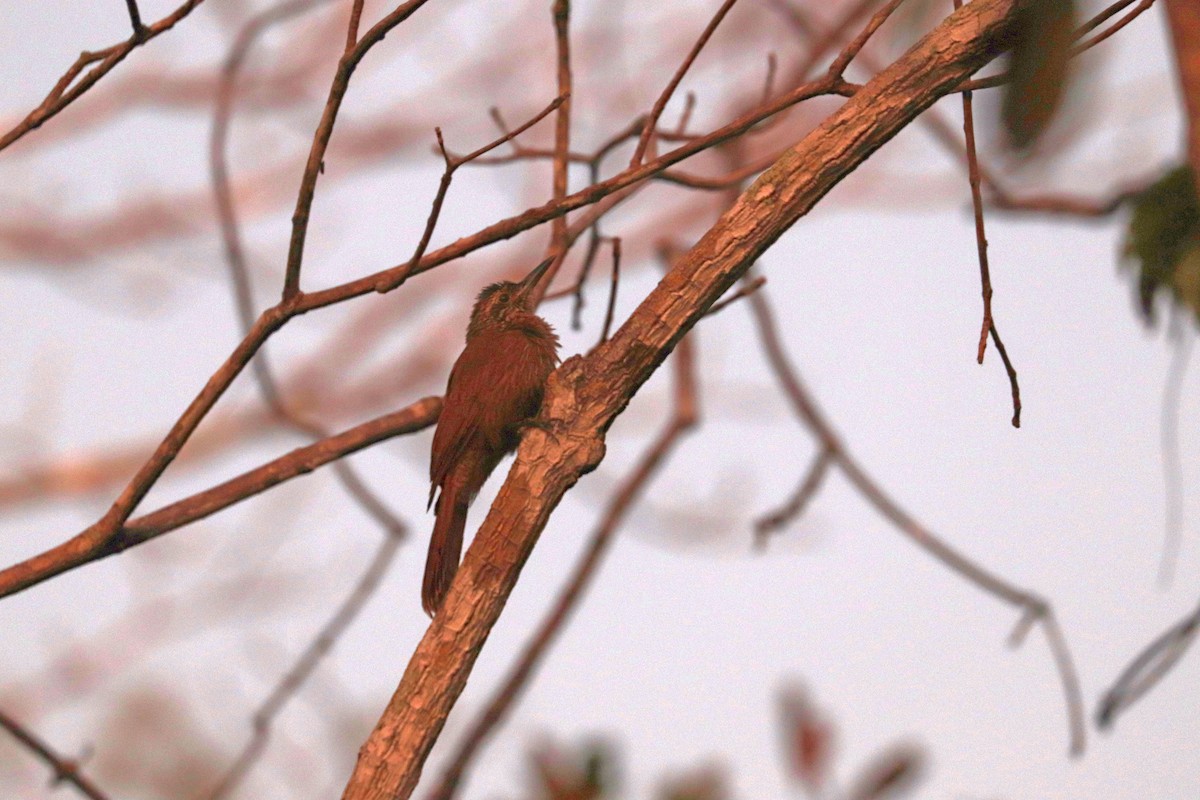 Planalto Woodcreeper - ML642252639