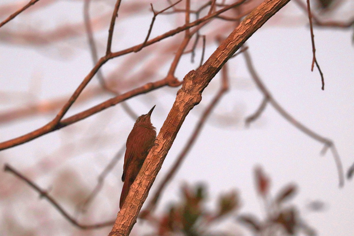 Planalto Woodcreeper - ML642252640