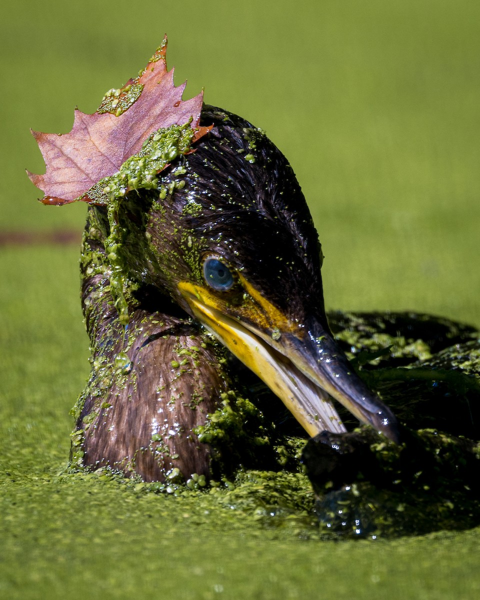 Cormoran à aigrettes - ML642252649