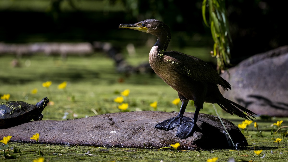 Cormoran à aigrettes - ML642252650